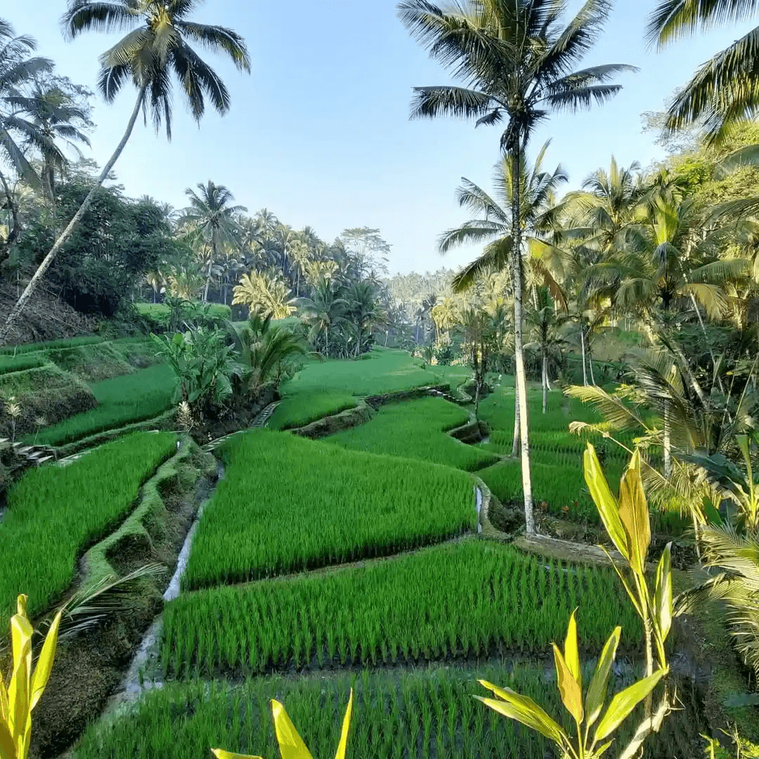 Set up, stay, operate and report in Bali.